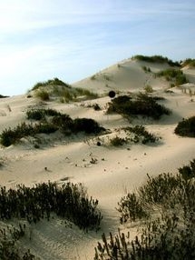 Dunas de Mira, onde Pescanova pretende construír a planta / António Campos