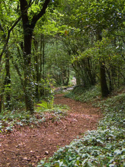 Corredoira nas Fragas do Eume