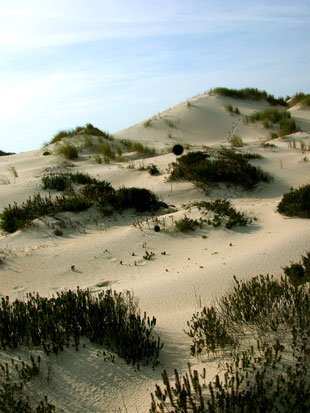 Dunas de Mira, onde Pescanova pretende construír a planta / Foto: António Campos